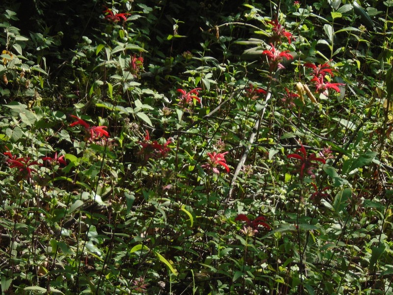 Monarda pringlei photo 8