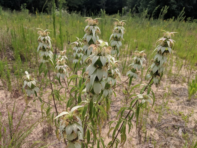 Spotted Beebalm photo 5
