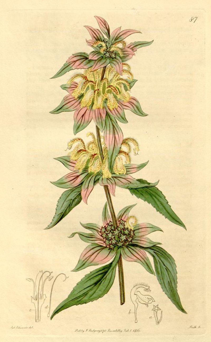 Spotted Beebalm photo 3