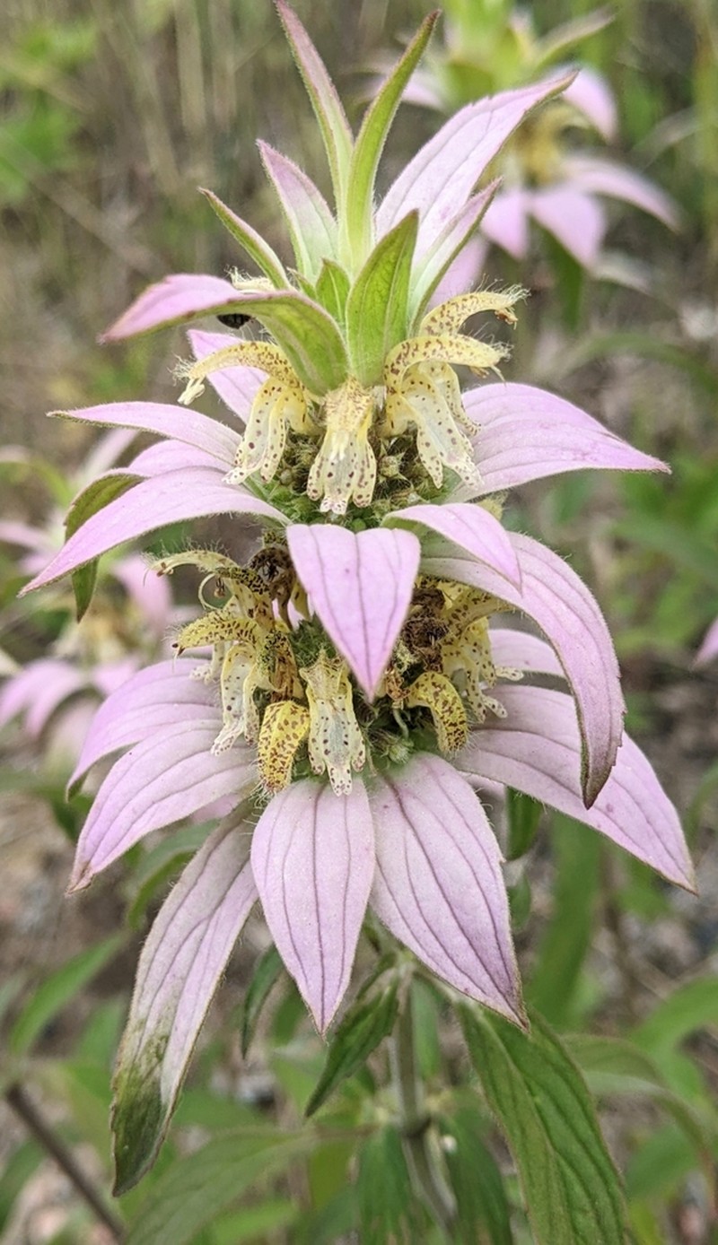 Spotted Beebalm photo 4