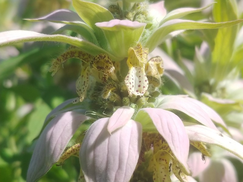 Spotted Beebalm photo 5
