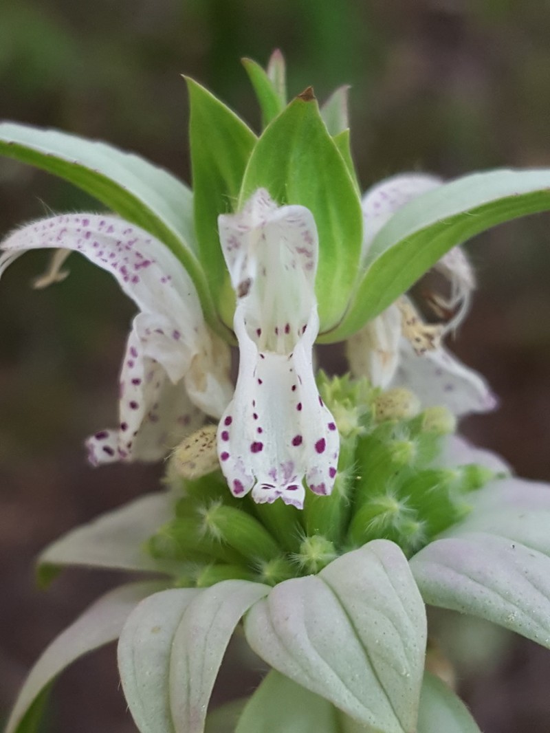 Spotted Beebalm photo 6