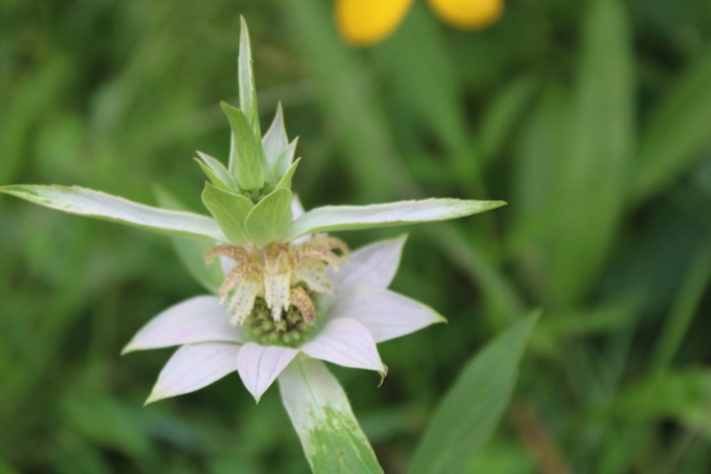 Spotted Beebalm photo 7