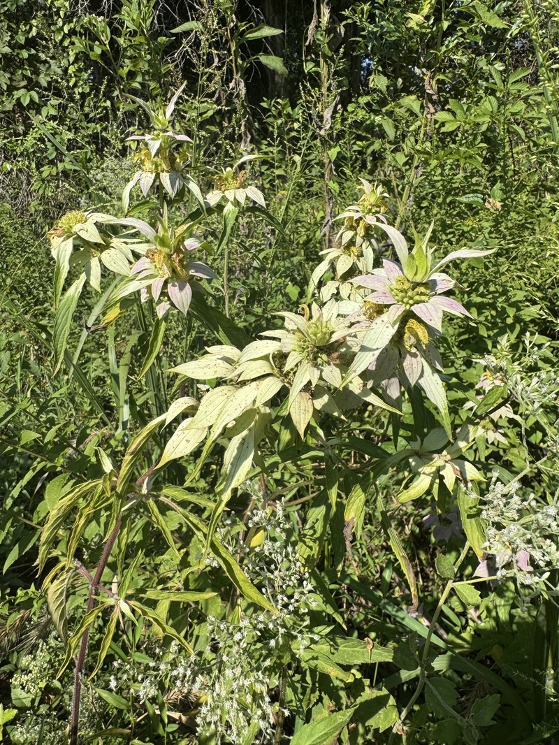Monarda punctata var. arkansana