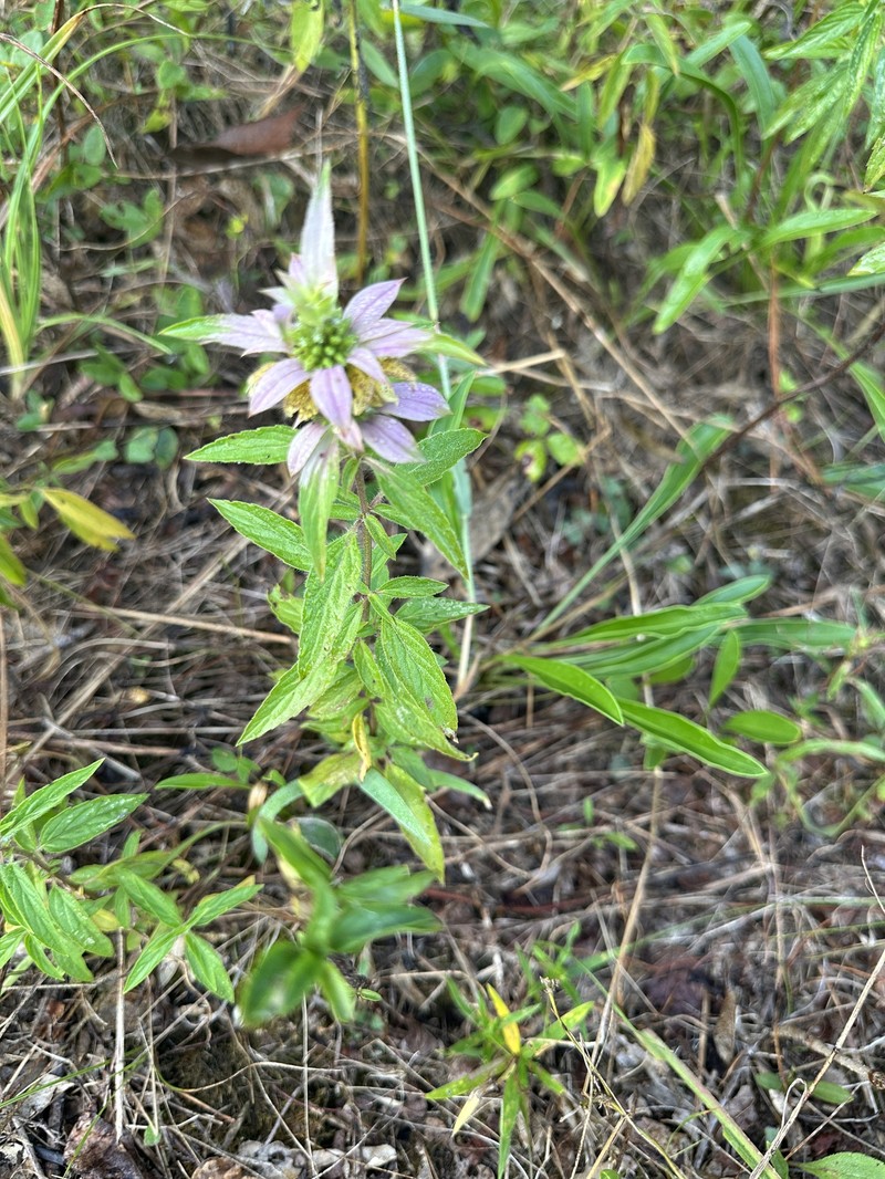 Monarda punctata var. arkansana photo 2