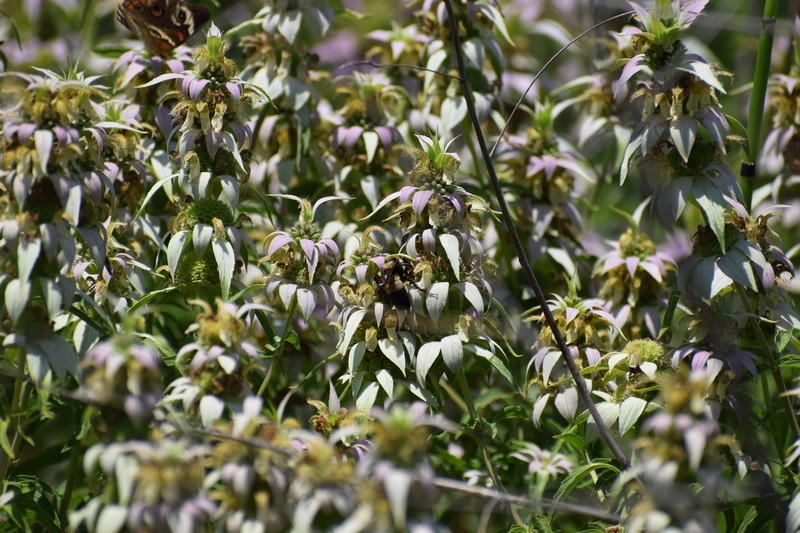 Monarda punctata var. arkansana photo 3