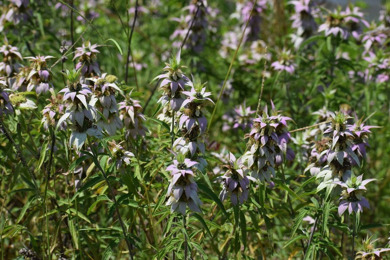 Monarda punctata var. arkansana photo 4