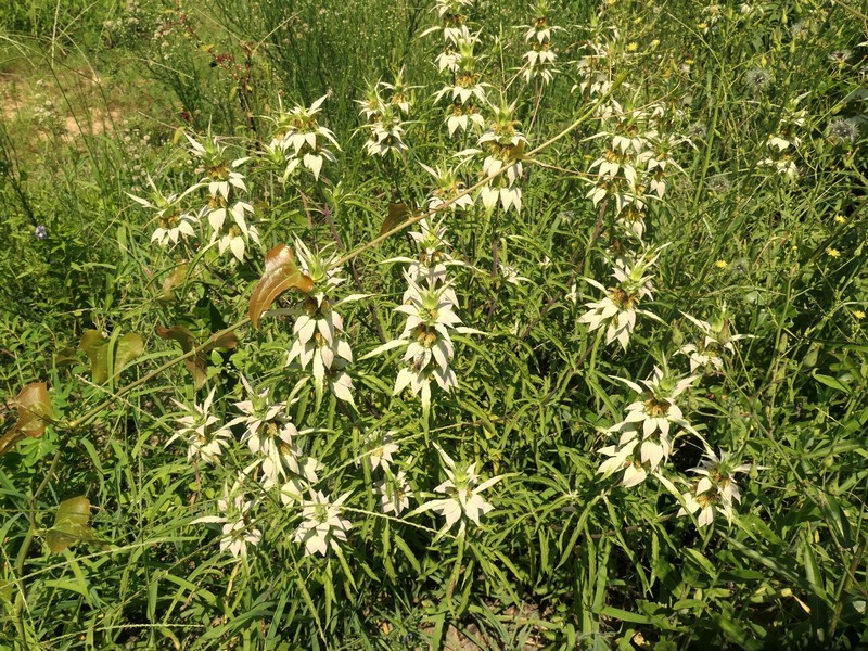 Monarda punctata var. arkansana photo 6