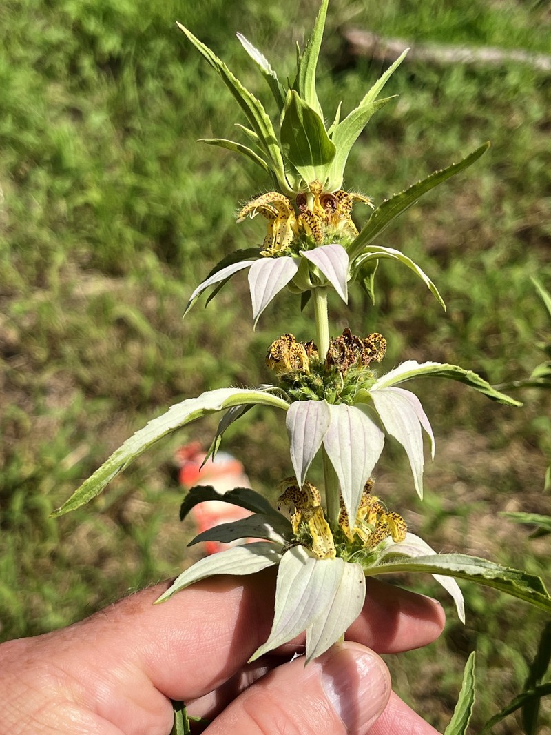 Monarda punctata var. arkansana photo 7