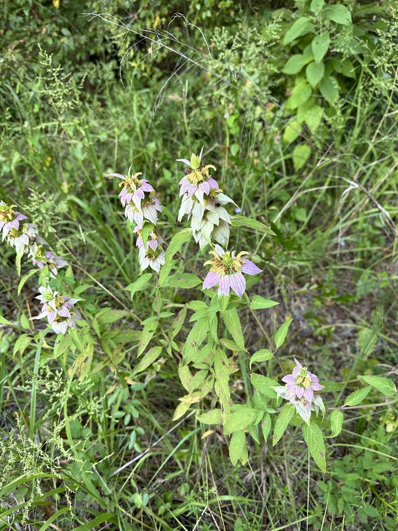 Monarda punctata var. arkansana photo 8