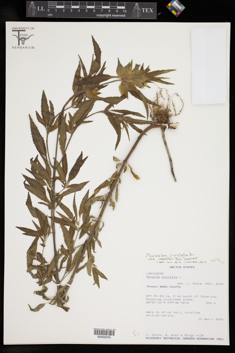 Monarda punctata var. correllii