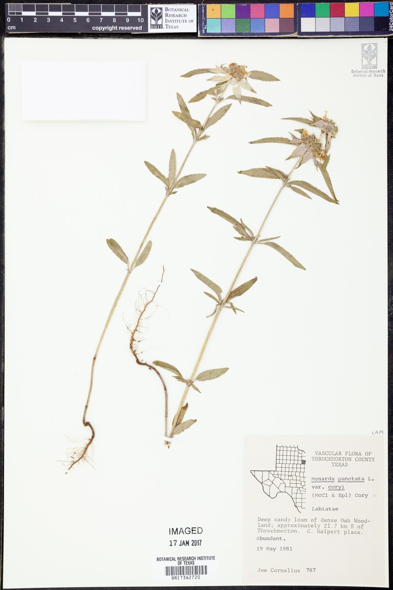 Monarda punctata var. coryi photo 2