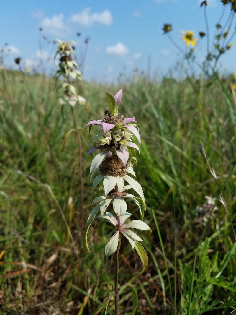 Monarda punctata var. coryi