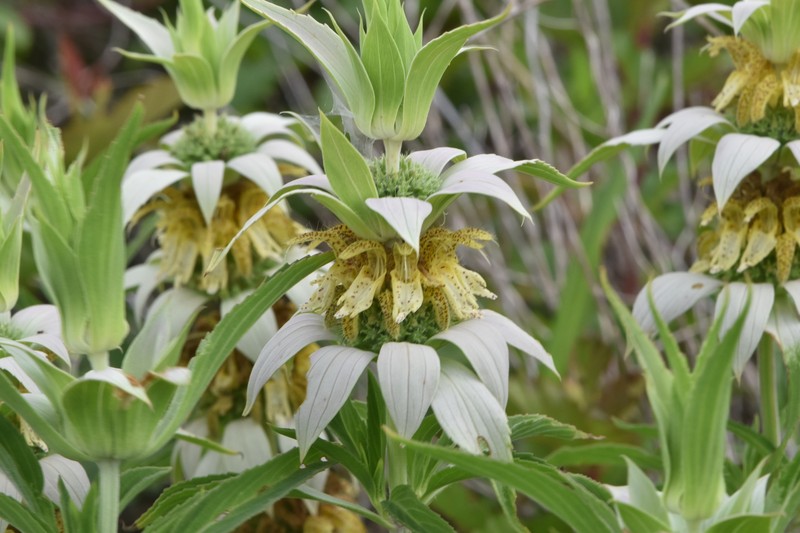 Monarda punctata var. intermedia