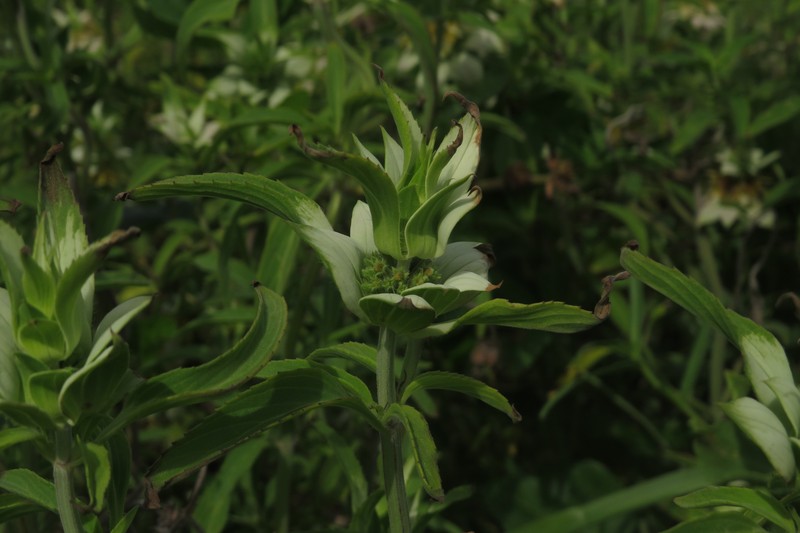 Monarda punctata var. intermedia photo 2