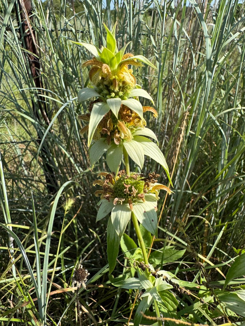 Monarda punctata var. intermedia photo 4