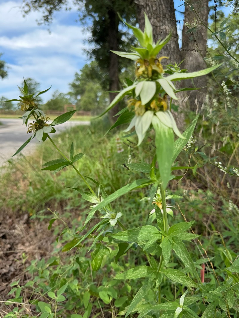 Monarda punctata var. intermedia photo 5