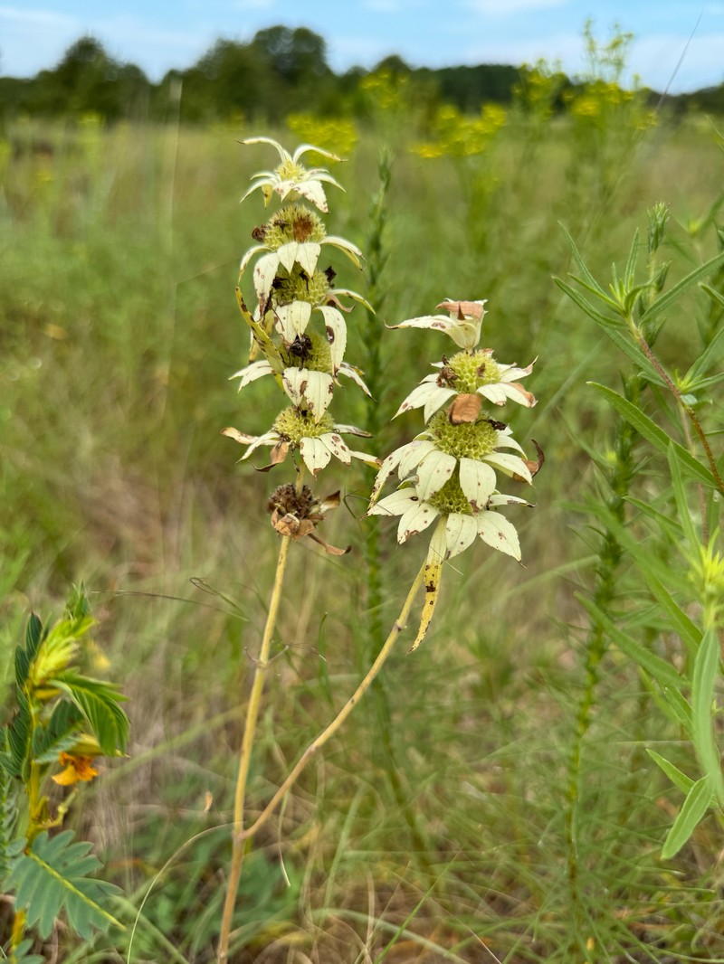 Monarda punctata var. intermedia photo 6