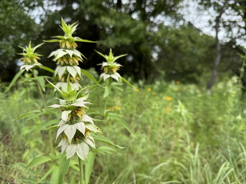 Monarda punctata var. intermedia photo 7