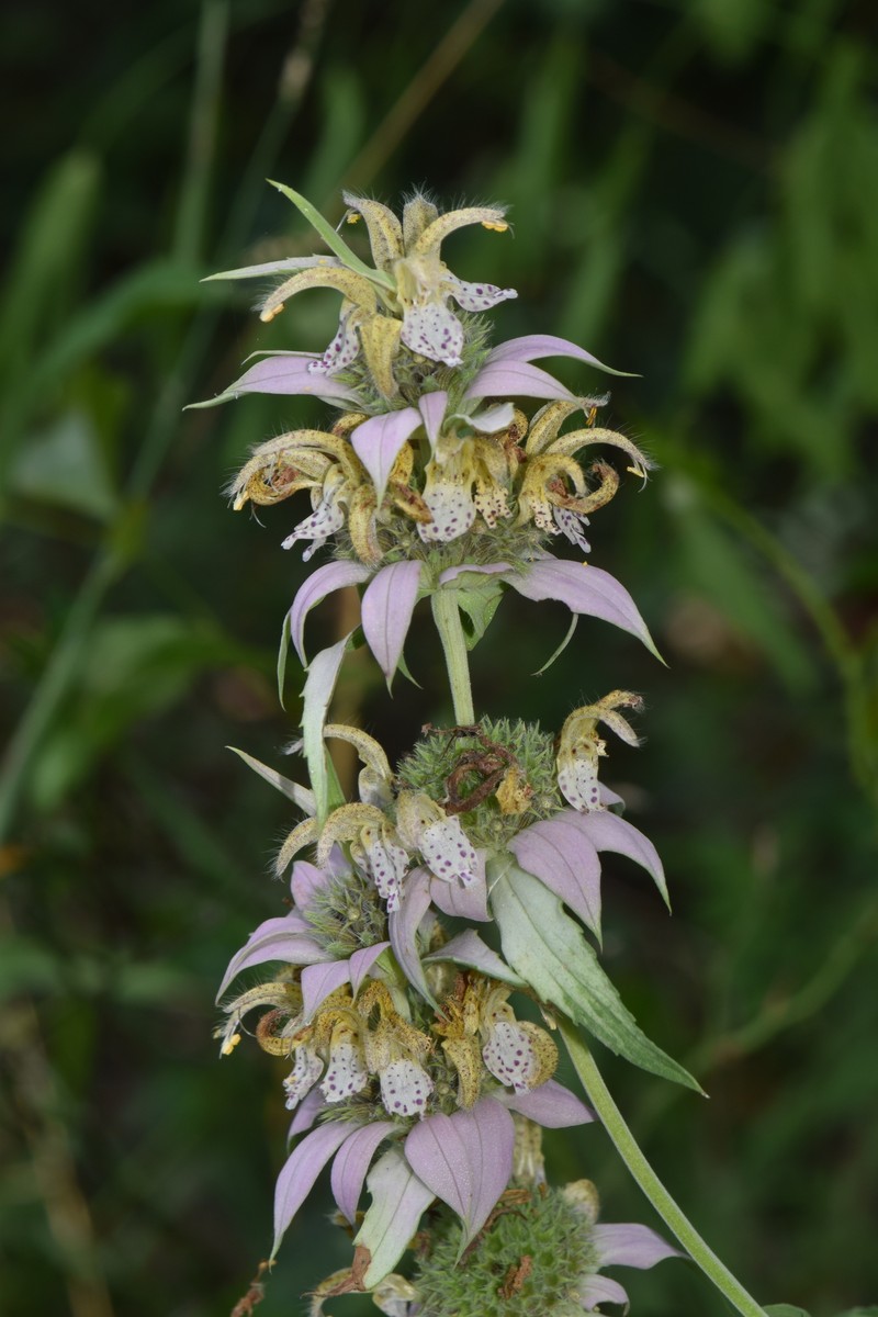 Monarda punctata var. intermedia photo 8