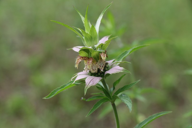 Monarda punctata var. lasiodonta