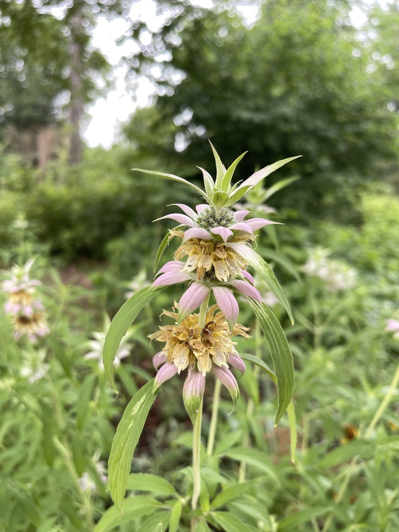 Monarda punctata var. lasiodonta photo 2