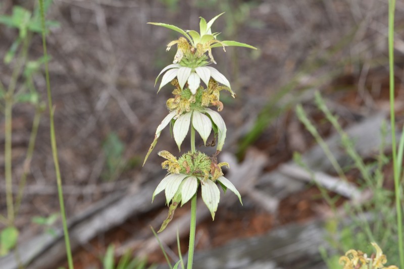 Monarda punctata var. lasiodonta photo 3