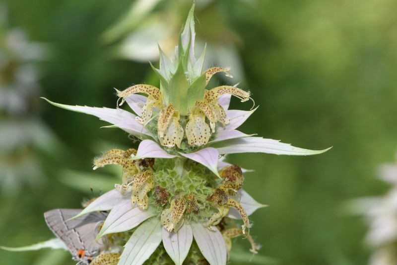 Monarda punctata var. lasiodonta photo 4
