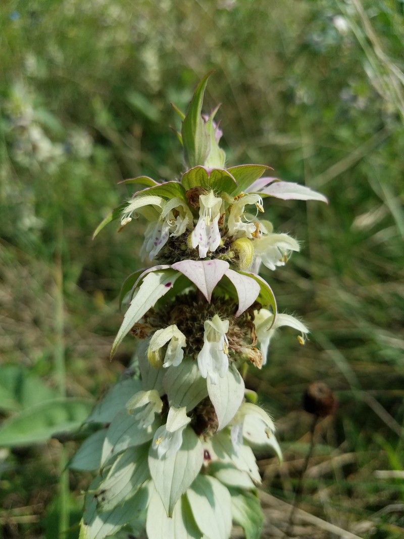 Monarda punctata var. lasiodonta photo 5