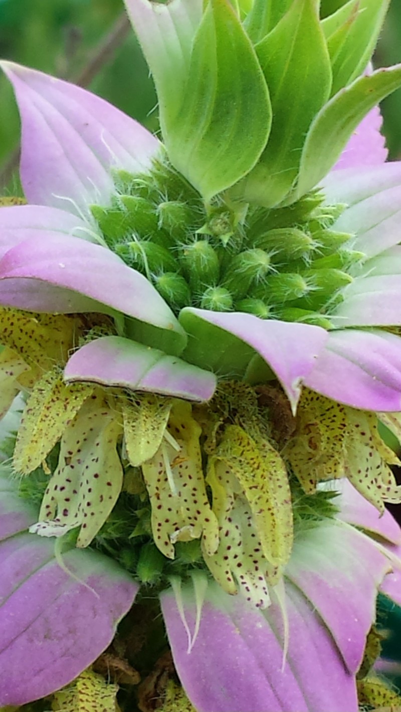 Monarda punctata var. lasiodonta photo 6