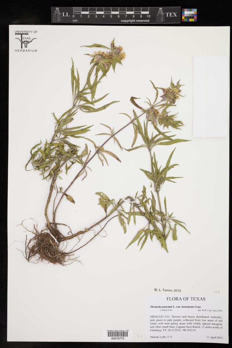 Monarda punctata var. lasiodonta photo 7