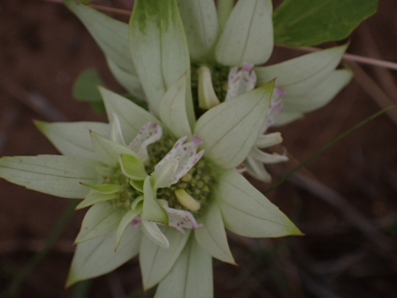 Monarda punctata var. occidentalis