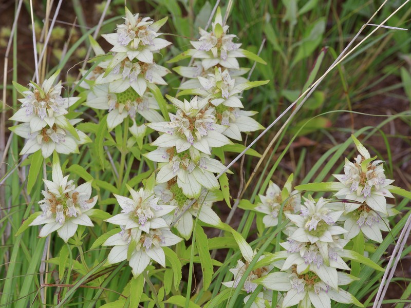 Monarda punctata var. occidentalis photo 2