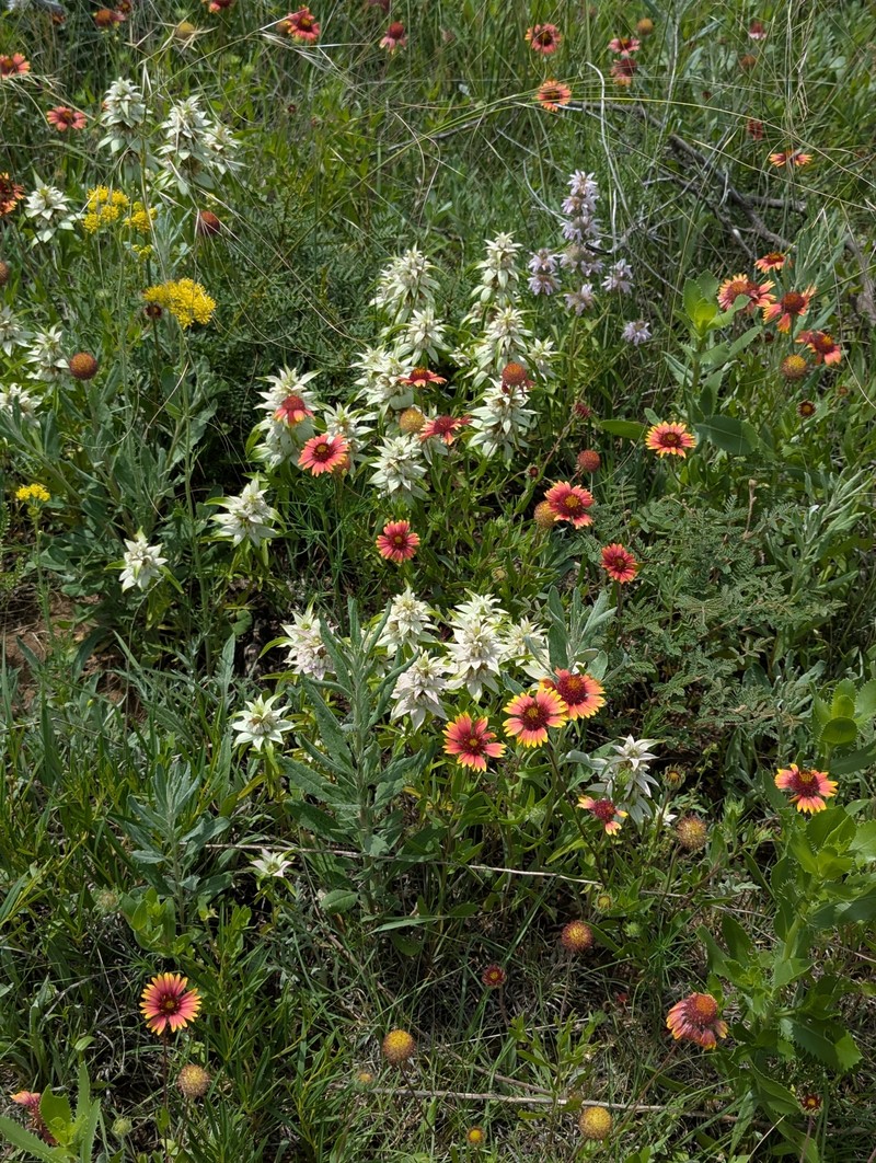 Monarda punctata var. occidentalis photo 3