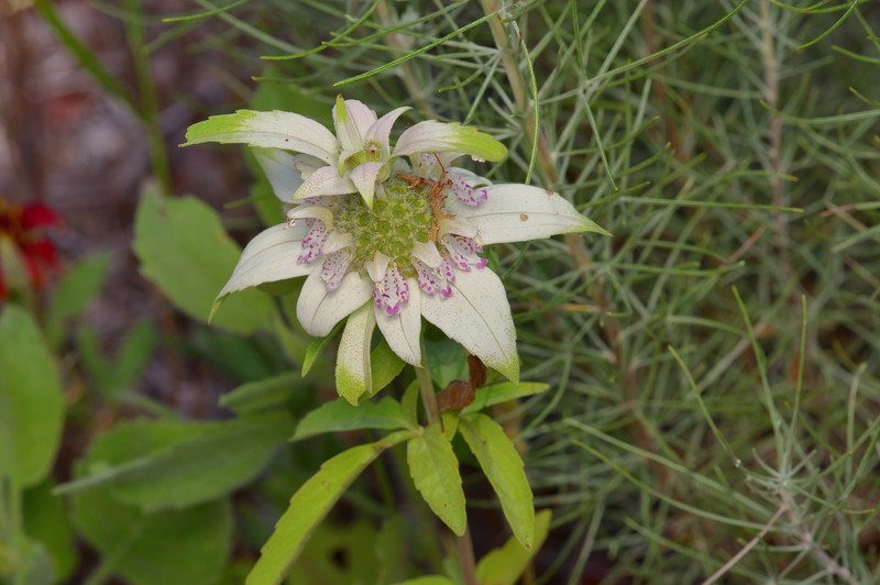 Monarda punctata var. occidentalis photo 4