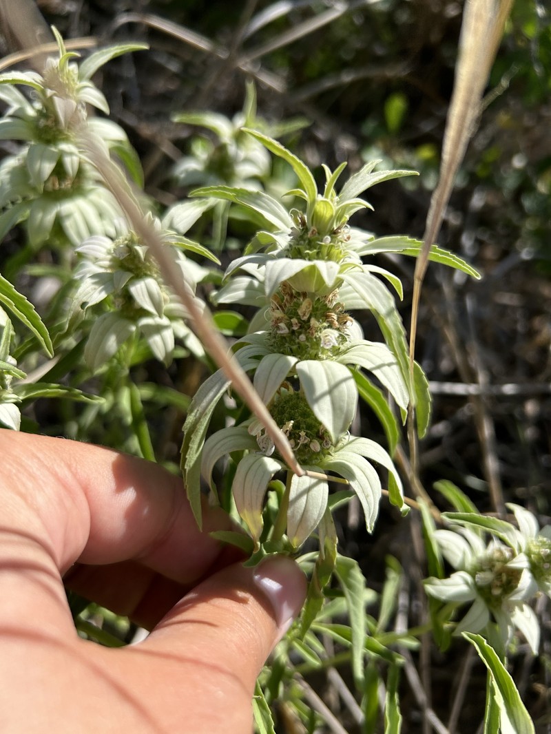 Monarda punctata var. occidentalis photo 5