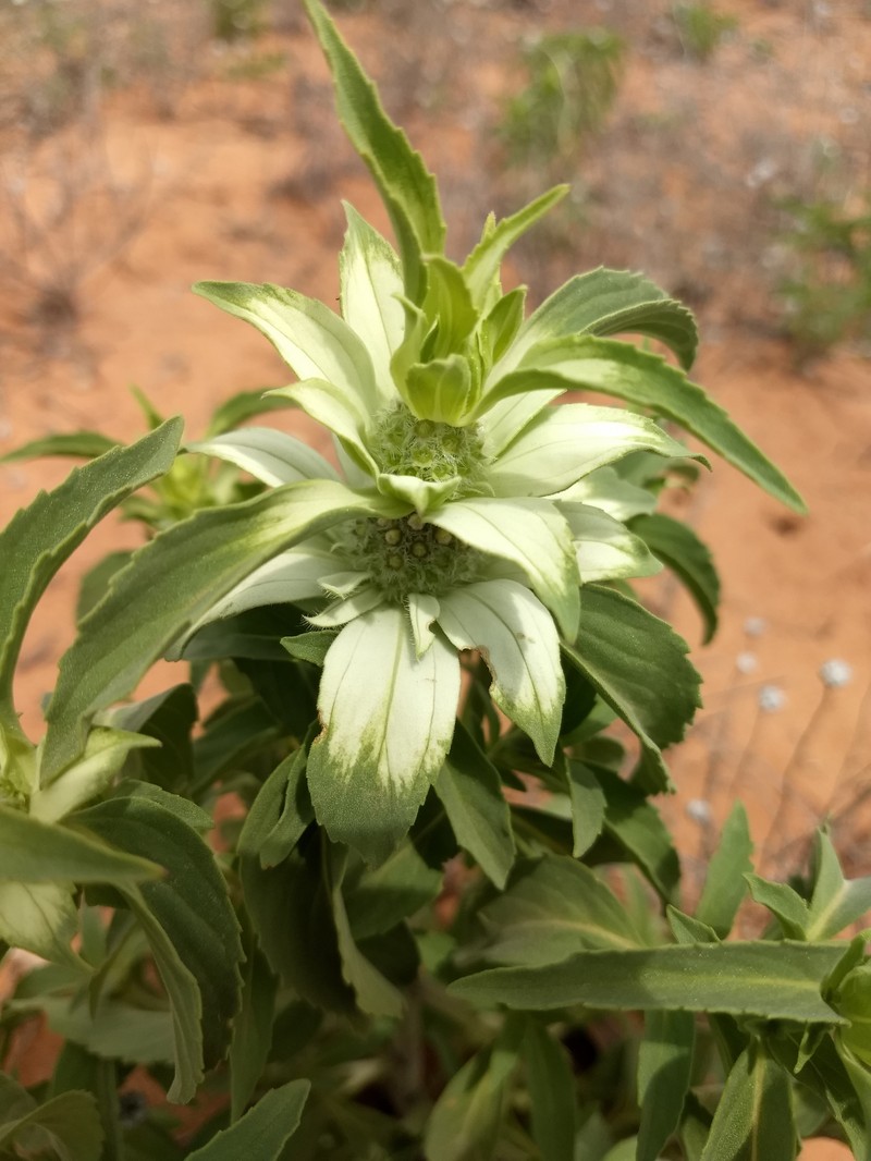 Monarda punctata var. occidentalis photo 6