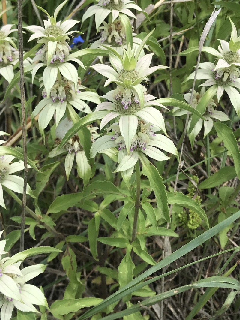 Monarda punctata var. occidentalis photo 7