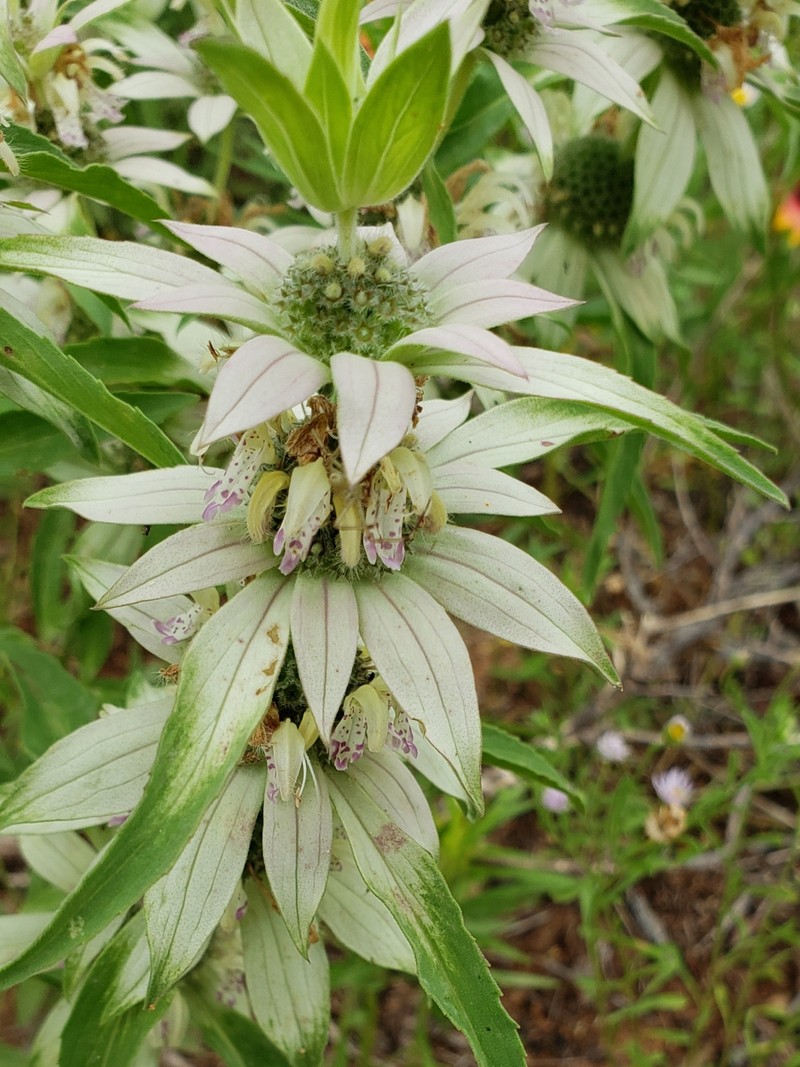 Monarda punctata var. occidentalis photo 8