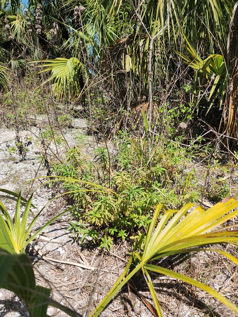 Monarda punctata var. punctata