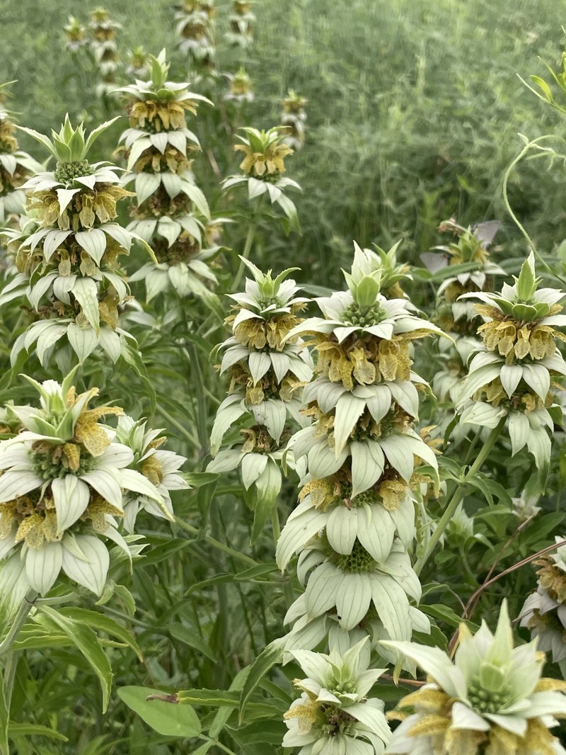 Monarda punctata var. punctata photo 2