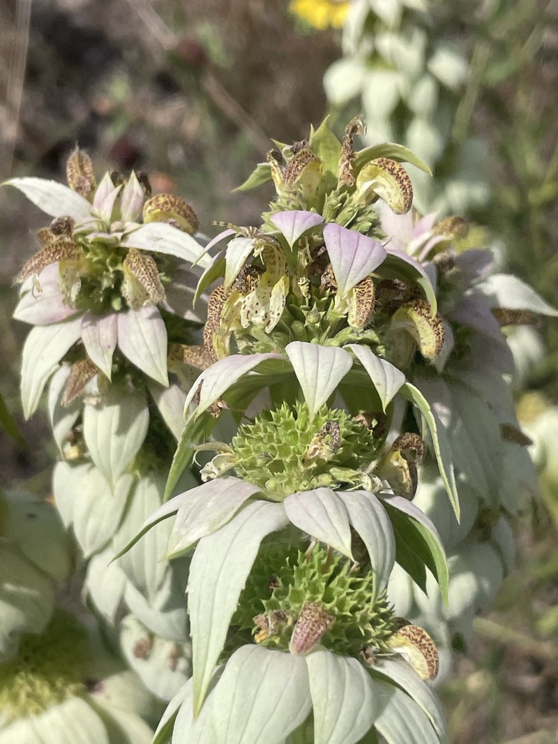 Monarda punctata var. punctata photo 3