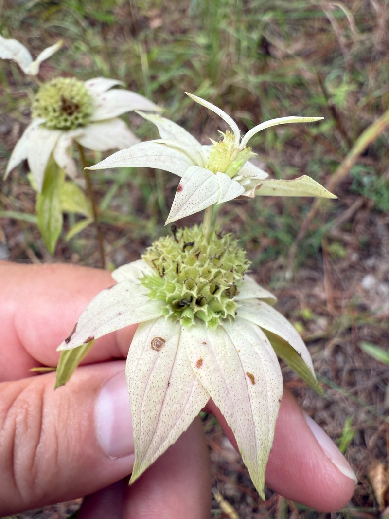Monarda punctata var. punctata photo 4