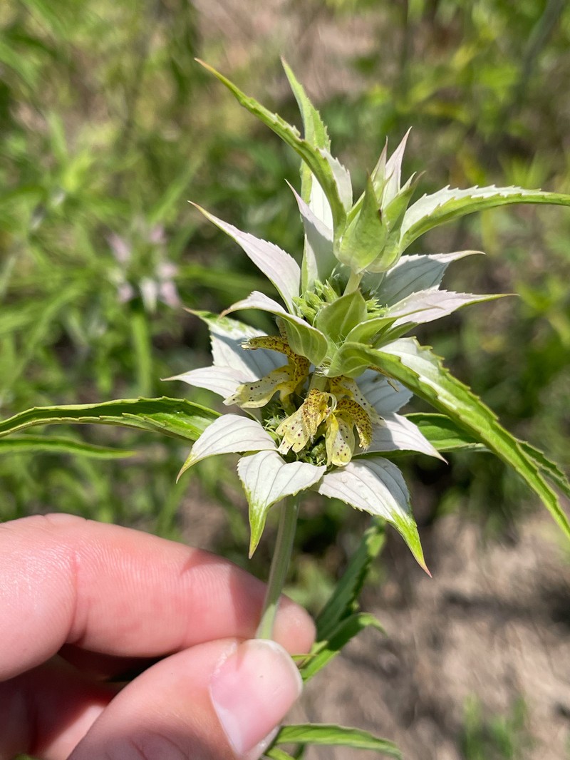 Monarda punctata var. punctata photo 5