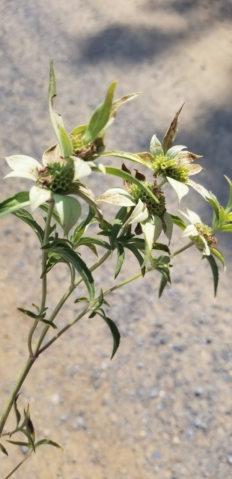 Monarda punctata var. punctata photo 6