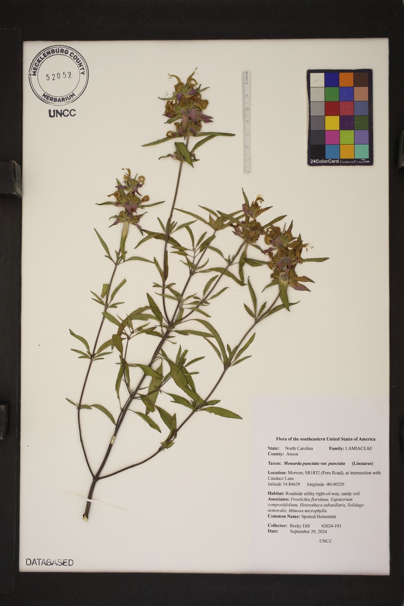 Monarda punctata var. punctata photo 7