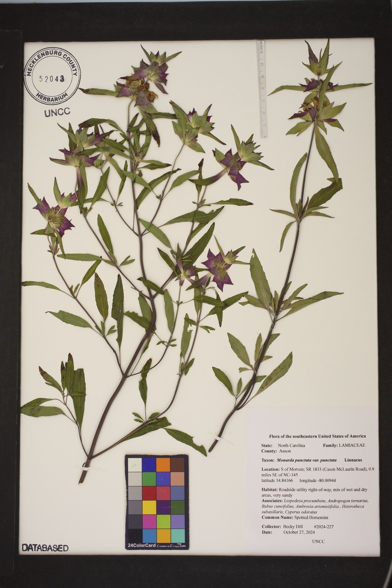 Monarda punctata var. punctata photo 8