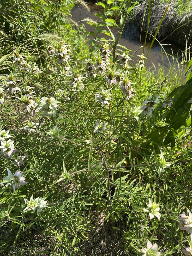 Monarda punctata var. villicaulis