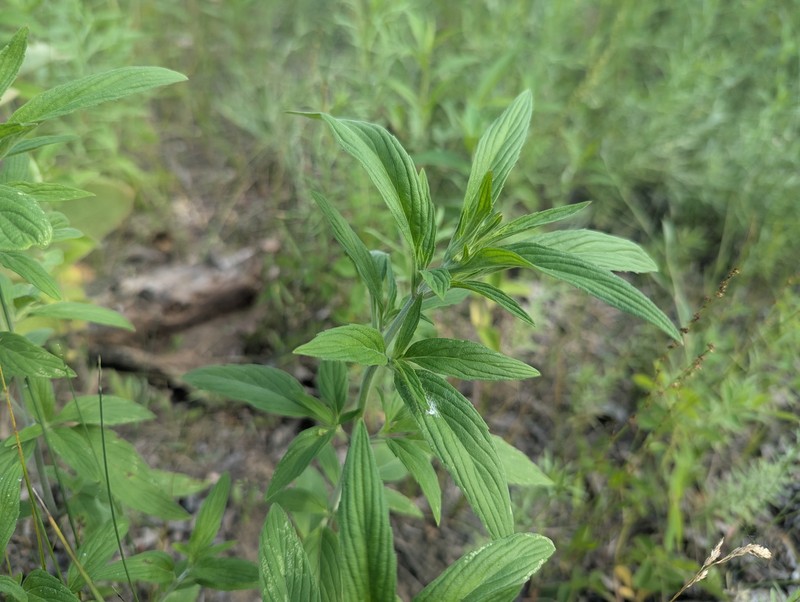 Monarda punctata var. villicaulis photo 2