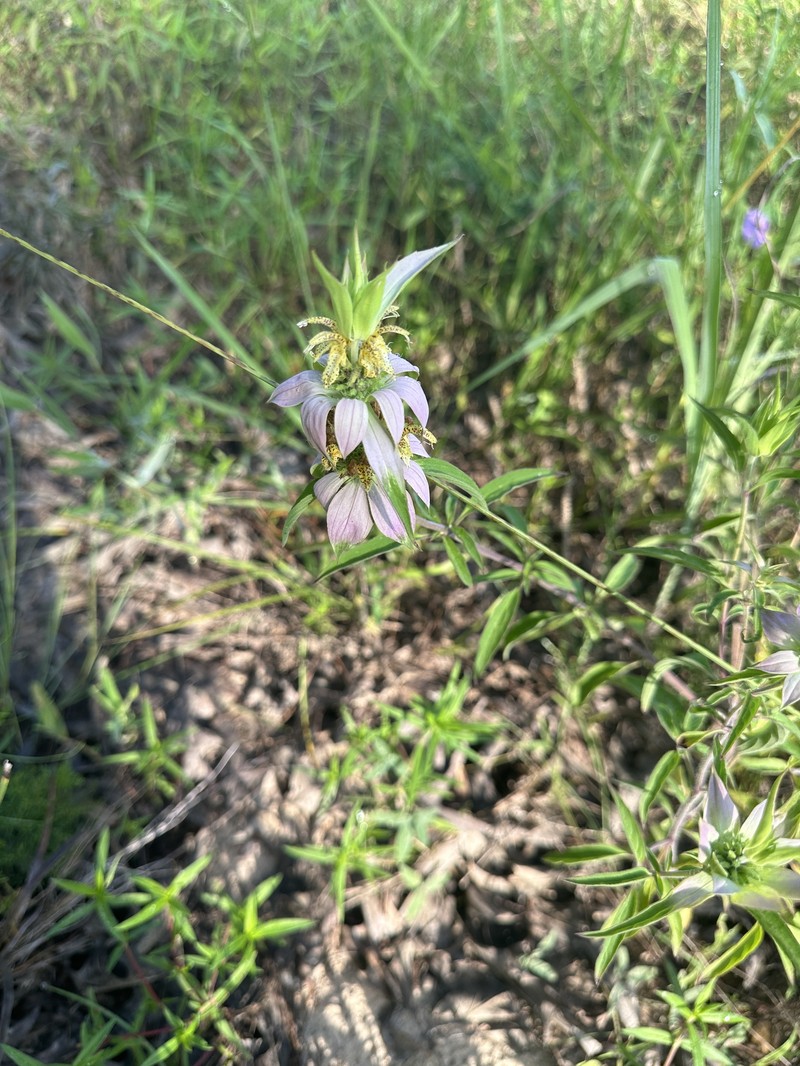 Monarda punctata var. villicaulis photo 3